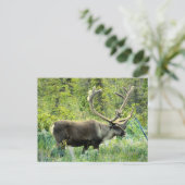 Caraïben op het Keniaanse schiereiland, Alaska Briefkaart (Staand voorkant)