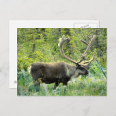 Caraïben op het Keniaanse schiereiland, Alaska Briefkaart (Voorkant / Achterkant)