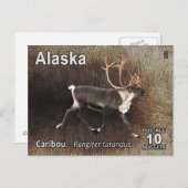 Caraïben (rendieren) - Alaska Postage Briefkaart (Voorkant / Achterkant)