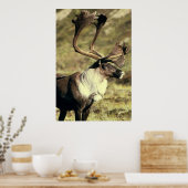 Caraïben/rendierwildloop Poster (Keuken)