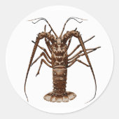 Caraïben Spiny Lobster Ronde Sticker (Voorkant)