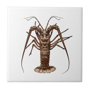 Caraïben Spiny Lobster Tegeltje