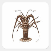 Caraïben Spiny Lobster Vierkante Sticker (Voorkant)