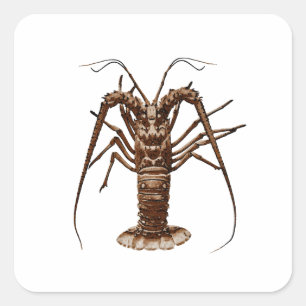 Caraïben Spiny Lobster Vierkante Sticker
