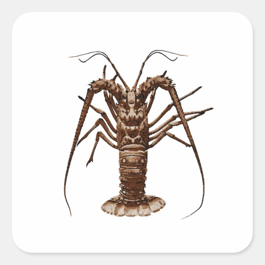 Caraïben Spiny Lobster Vierkante Sticker (Voorkant)
