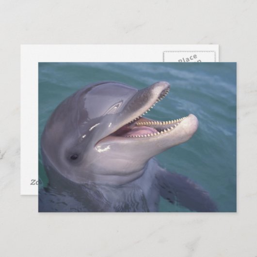 Caraïben, tuimelaar briefkaart (Voorkant / Achterkant)