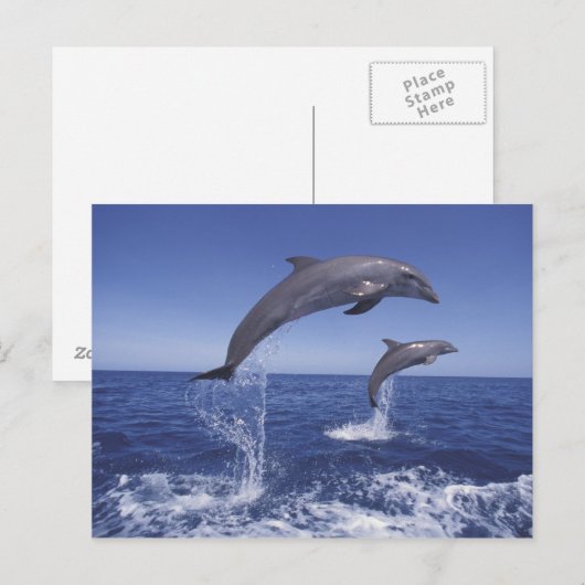 Caraïben, tuimelaars briefkaart (Voorkant / Achterkant)