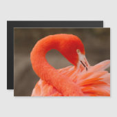 Caraïbisch flamingo (Voorkant / Achterkant)