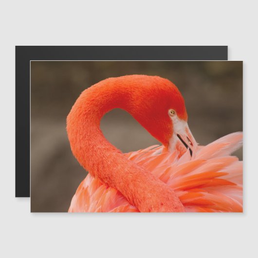 Caraïbisch flamingo (Voorkant / Achterkant)
