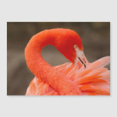 Caraïbisch flamingo (Voorkant)