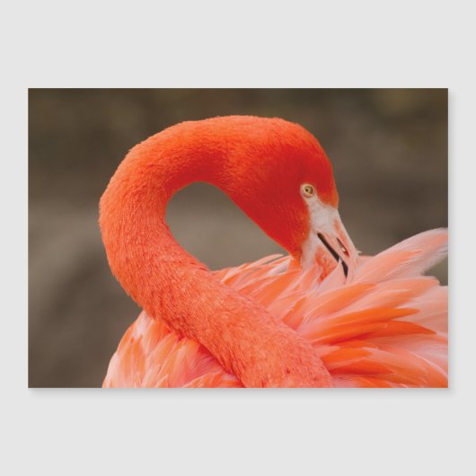 Caraïbisch flamingo (Voorkant)