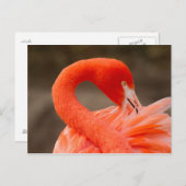 Caraïbisch flamingo briefkaart (Voorkant / Achterkant)