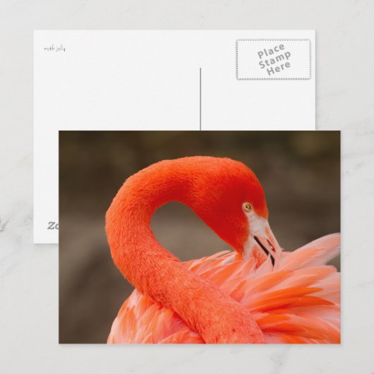 Caraïbisch flamingo briefkaart (Voorkant / Achterkant)