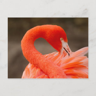 Caraïbisch flamingo briefkaart