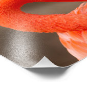 Caraïbisch flamingo foto afdruk (Hoek)