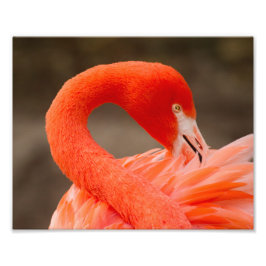 Caraïbisch flamingo foto afdruk