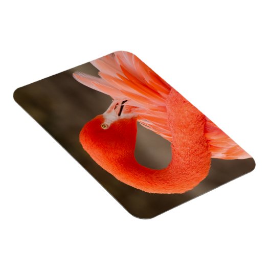 Caraïbisch flamingo magneet (Rechterzijde)