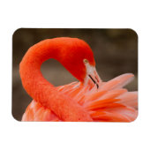 Caraïbisch flamingo magneet (Horizontaal)