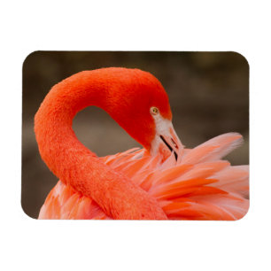 Caraïbisch flamingo magneet