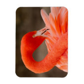 Caraïbisch flamingo magneet (Verticaal)