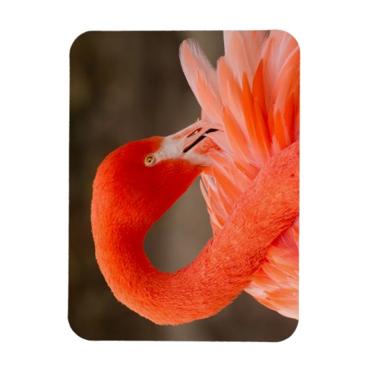 Caraïbisch flamingo magneet (Verticaal)