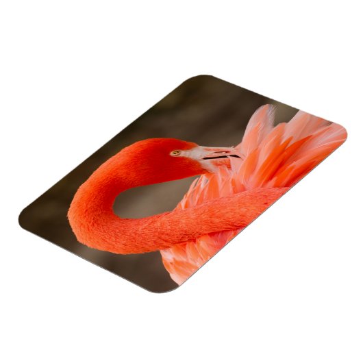 Caraïbisch flamingo magneet (Linkerzijde)