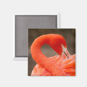 Caraïbisch flamingo magneet (Voorkant / Achterkant)