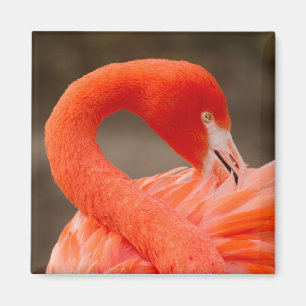 Caraïbisch flamingo magneet