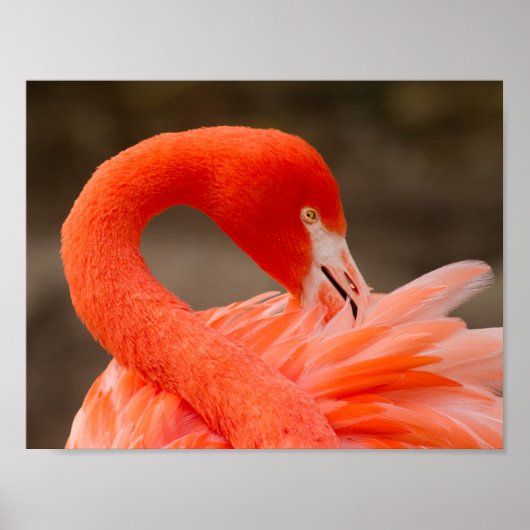 Caraïbisch flamingo poster (Voorkant)