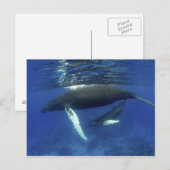 Caraïbisch gebied, Antillen archipel, Groot-Britta Briefkaart (Voorkant / Achterkant)