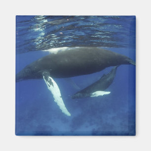 Caraïbisch gebied, Antillen archipel, Groot-Britta Magneet