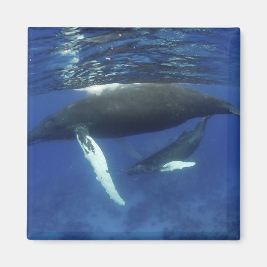 Caraïbisch gebied, Antillen archipel, Groot-Britta Magneet (Voorkant)