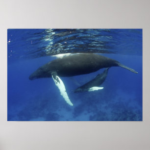 Caraïbisch gebied, Antillen archipel, Groot-Britta Poster