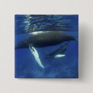 Caraïbisch gebied, Antillen archipel, Groot-Britta Vierkante Button 5,1 Cm