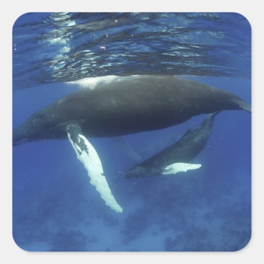 Caraïbisch gebied, Antillen archipel, Groot-Britta Vierkante Sticker (Voorkant)