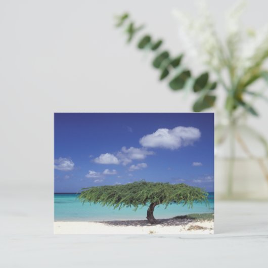 Caraïbisch gebied, Aruba. Eagle Beach Briefkaart (Staand voorkant)