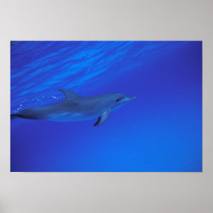 Caraïbisch gebied, Bahama's gevlekte dolfijn Poster
