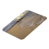 Caraïbisch gebied, Sint-Maarten. Maho Bay Magneet (Linkerzijde)