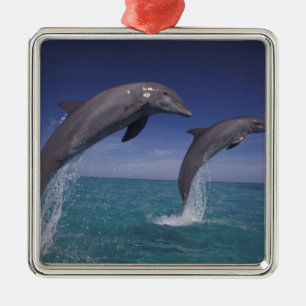 Caraïbisch gebied, Tuimelaars Tursiops Metalen Ornament