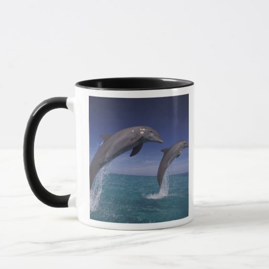 Caraïbisch gebied, Tuimelaars Tursiops Mok (Links)
