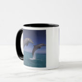 Caraïbisch gebied, Tuimelaars Tursiops Mok (Voorkant links)