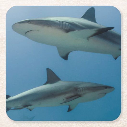 Caraïbisch rif kartonnen onderzetters (Voorkant)