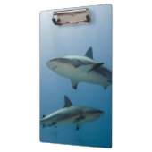 Caraïbisch rif klembord (Links)