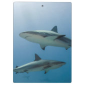 Caraïbisch rif klembord (Achterkant)