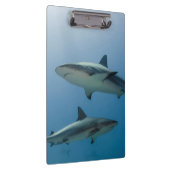 Caraïbisch rif klembord (Rechts)