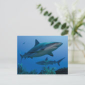 Caraïbisch rif Shark Jardines de la Reina Briefkaart (Staand voorkant)