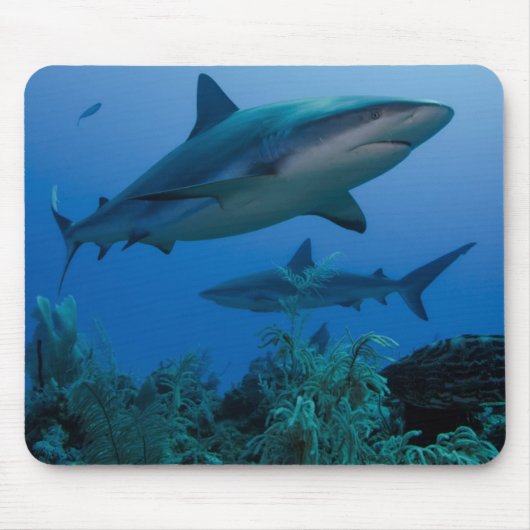 Caraïbisch rif Shark Jardines de la Reina Muismat (Voorkant)