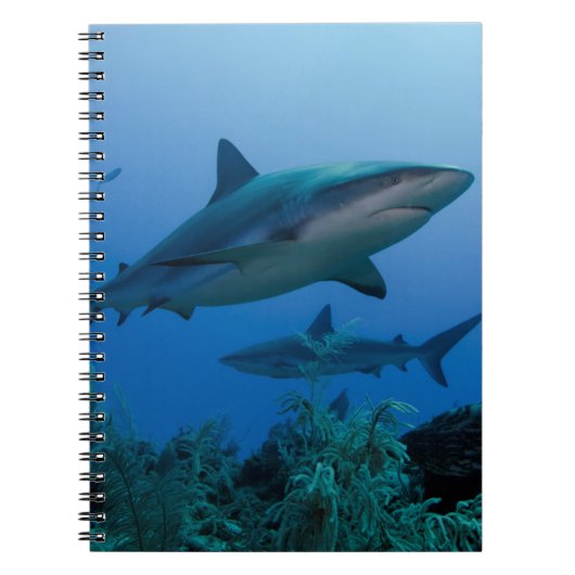 Caraïbisch rif Shark Jardines de la Reina Notitieboek (Voorkant)