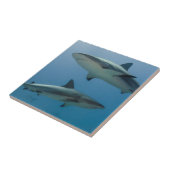 Caraïbisch rif tegeltje (Zijkant)