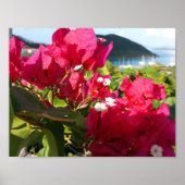 Caraïbisch roze Bougainvillea Poster (Voorkant)